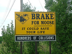 Moose {Photo: UnknownViper - Flickr}
