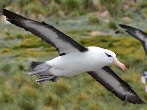 The Albatross has a bad reputation (credit: Peiying Mo)